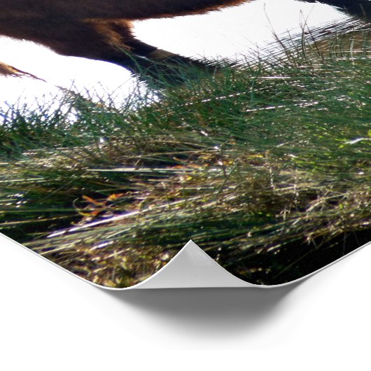 Highland Cattle Poster (Ecke)