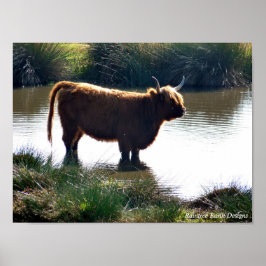 Highland Cattle Poster
