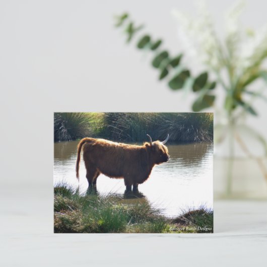 Highland Cattle Postkarte (Stehend Vorderseite)