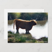 Highland Cattle Postkarte (Vorne/Hinten)