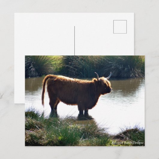 Highland Cattle Postkarte (Vorne/Hinten)