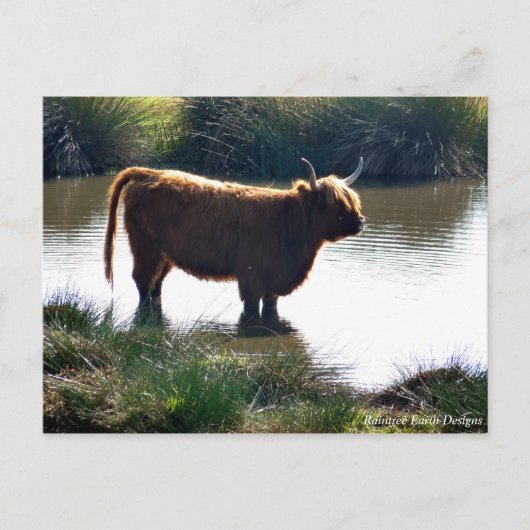 Highland Cattle Postkarte (Vorderseite)
