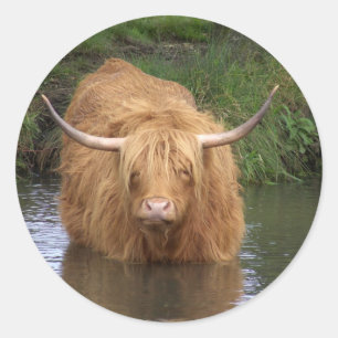 Highland Cattle Runder Aufkleber