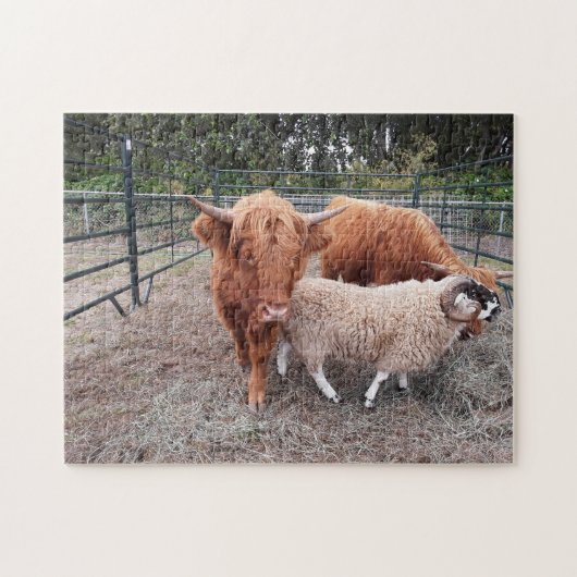 Highland Coos and Sheep Jigsaw Puzzle (Horizontal)