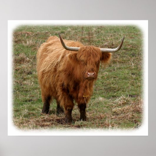 Highland Cow 9Y316D-053 Poster (Vorne)