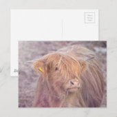 Highland Cow, Highland Cattle Postkarte (Vorne/Hinten)