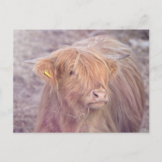 Highland Cow, Highland Cattle Postkarte (Vorderseite)