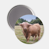 Highland Cow Magnet (Vorderseite/Rückseite)