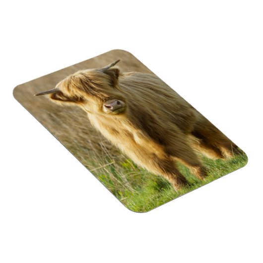 Highland Cow Magnet (Rechte Seite)