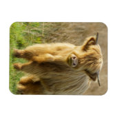 Highland Cow Magnet (Horizontal)