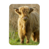 Highland Cow Magnet (Vertikal)