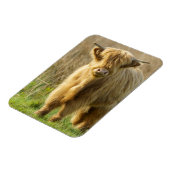 Highland Cow Magnet (Linke Seite)