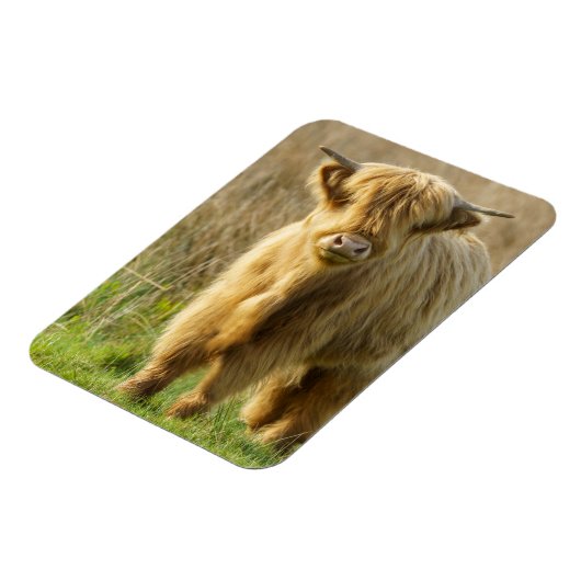 Highland Cow Magnet (Linke Seite)