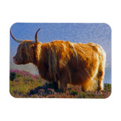 Highland Cow Magnet (Horizontal)