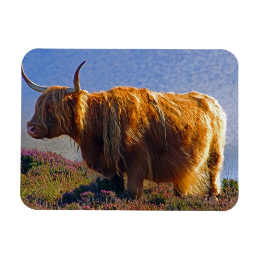 Highland Cow Magnet (Horizontal)