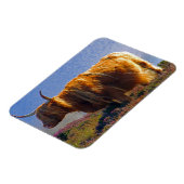 Highland Cow Magnet (Linke Seite)
