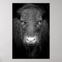 HIGHLAND COW NAH-UP - SCHWARZ UND WEISS