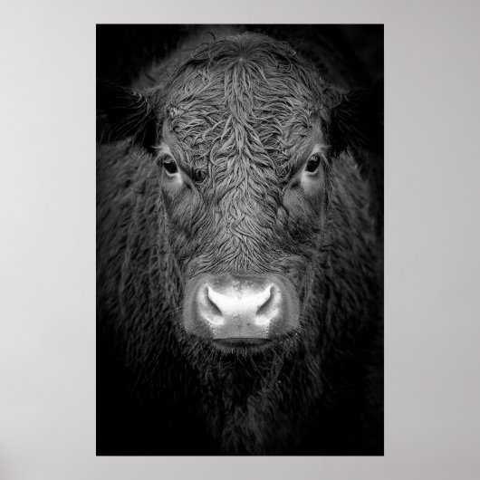 HIGHLAND COW NAH-UP - SCHWARZ UND WEISS POSTER (Vorne)