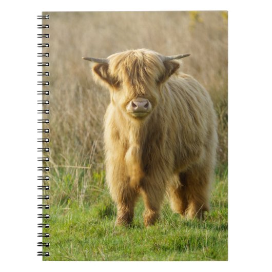 Highland Cow Notizblock (Vorderseite)