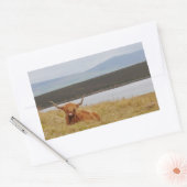 Highland Cow Orkney Sticker (Umschlag)