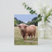 Highland Cow Postcard Postkarte (Stehend Vorderseite)