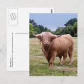 Highland Cow Postcard Postkarte (Vorne/Hinten)