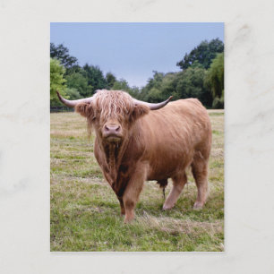 Highland Cow Postcard Postkarte