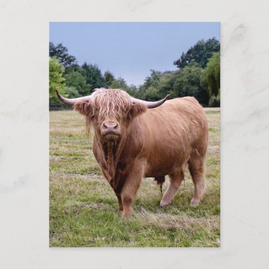 Highland Cow Postcard Postkarte (Vorderseite)