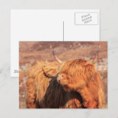 Highland Cow Postcard Postkarte (Vorne/Hinten)