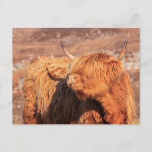 Highland Cow Postcard Postkarte