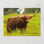 Highland Cow Postcard Postkarte (Vorderseite)