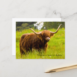Highland Cow Postcard Postkarte