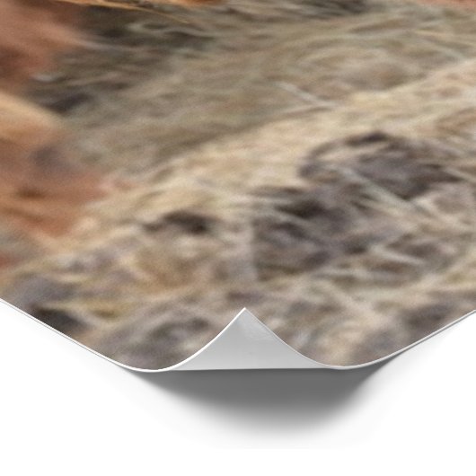 Highland Cow Poster (Ecke)