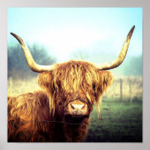 Highland Cow Poster (Vorne)