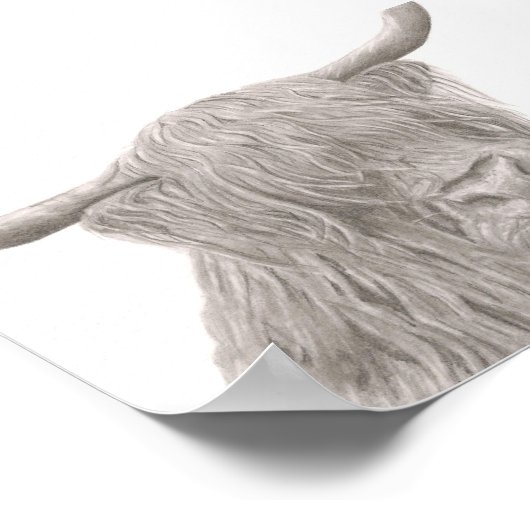 Highland Cow Poster (Ecke)