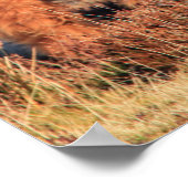 Highland Cow Poster/Print Poster (Ecke)