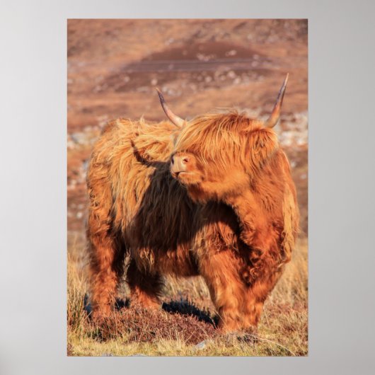Highland Cow Poster/Print Poster (Vorne)