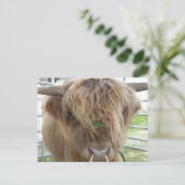 Highland Cow Postkarte (Stehend Vorderseite)