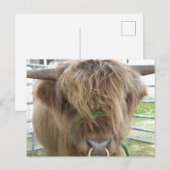 Highland Cow Postkarte (Vorne/Hinten)