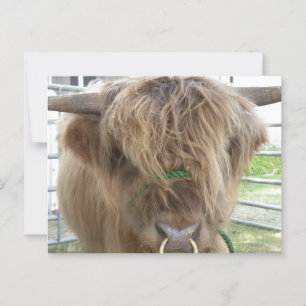 Highland Cow Postkarte