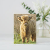 Highland Cow Postkarte (Stehend Vorderseite)
