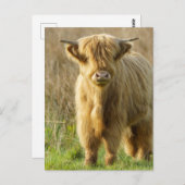 Highland Cow Postkarte (Vorne/Hinten)