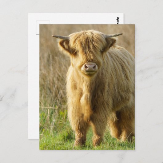 Highland Cow Postkarte (Vorne/Hinten)