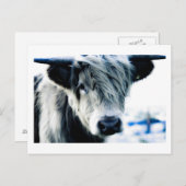 Highland Cow Postkarte (Vorne/Hinten)