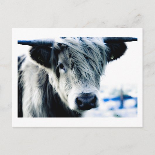 Highland Cow Postkarte (Vorderseite)
