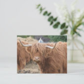 Highland Cow Postkarte (Stehend Vorderseite)