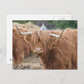 Highland Cow Postkarte (Vorne/Hinten)