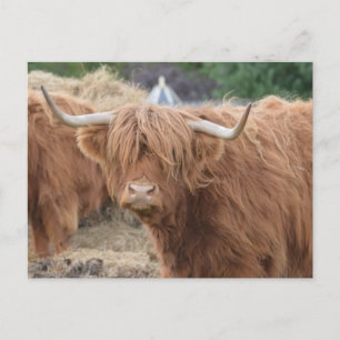 Highland Cow Postkarte