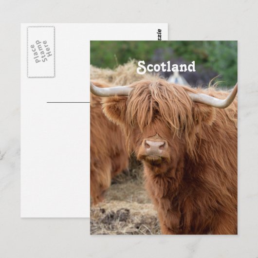 Highland Cow Postkarte (Vorne/Hinten)