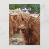 Highland Cow Postkarte (Vorderseite)